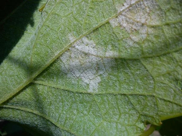 Plasmopara Viticola | Leaf infection | Symptoms | Organic Vineyard | TOROSIDIS WINE