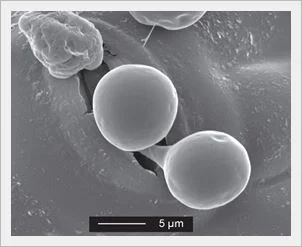 Plasmopara Viticola | stomatal infection