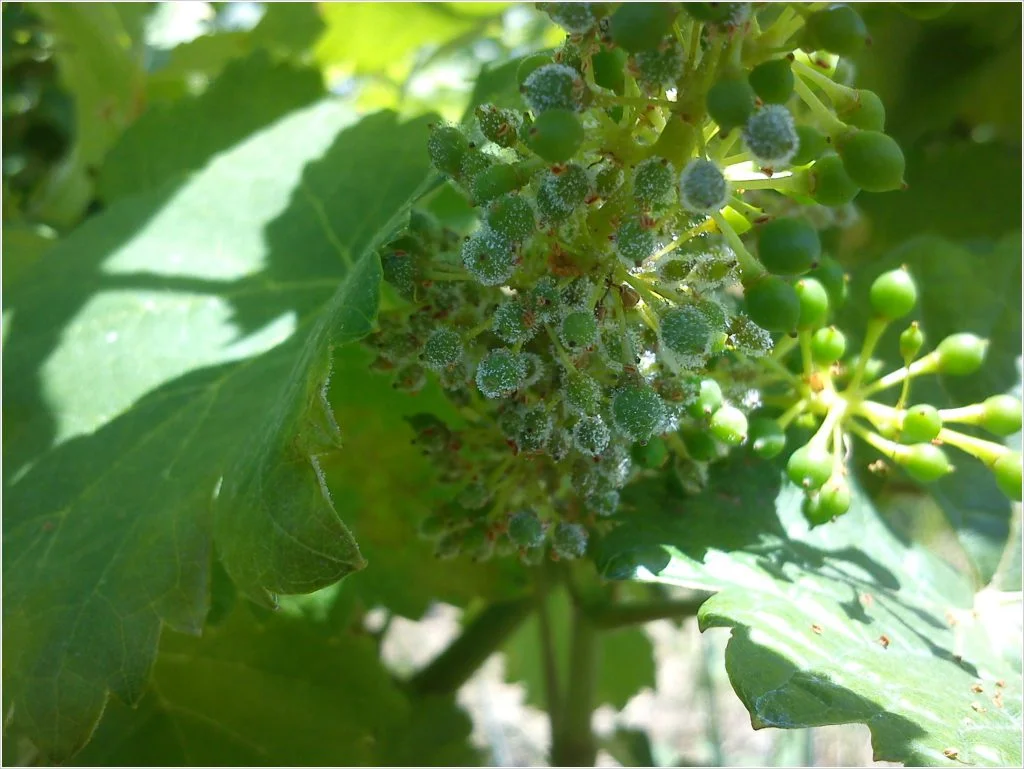 Plasmopara Viticola | Malagouzia Berry infection | Symptoms | Organic Vineyard | TOROSIDIS WINE