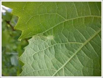 Plasmopara Viticola | Leaf infection | Symptoms | Oily spots | Organic Vineyard | TOROSIDIS WINE