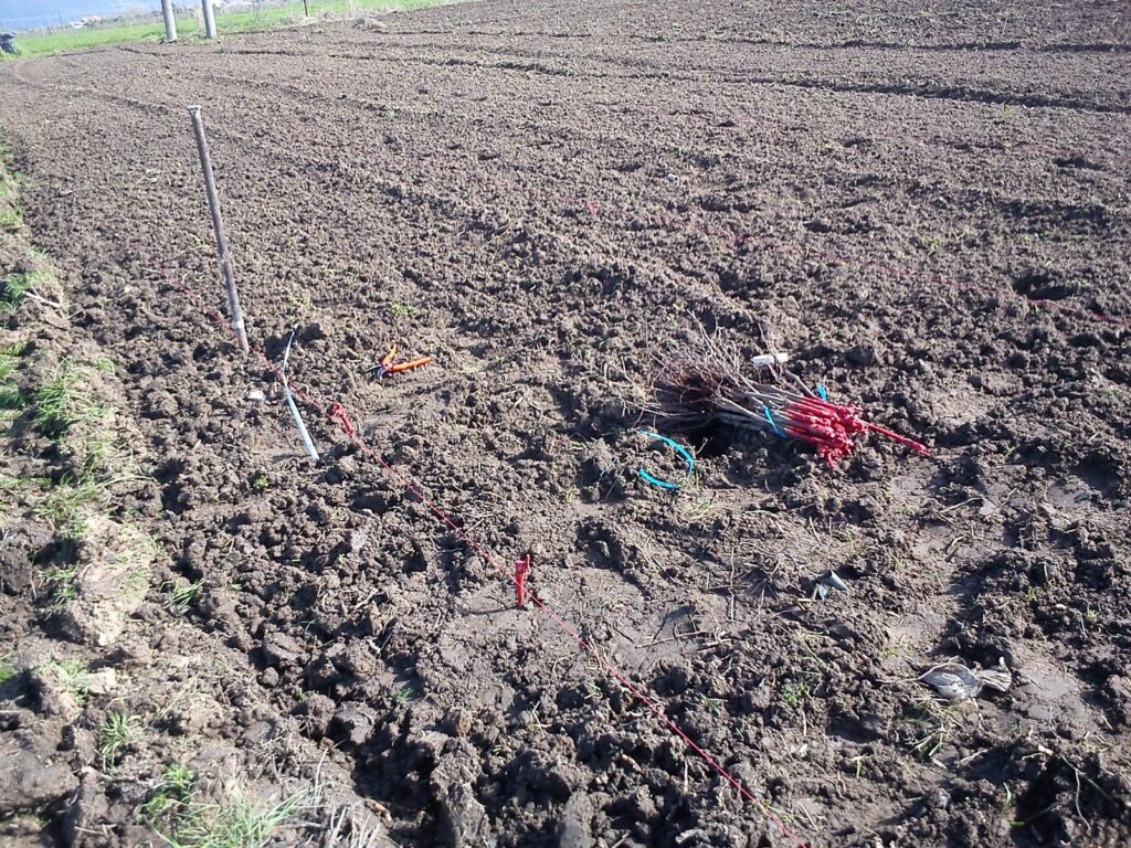 Syrah | 2013 this is our first grapevine planted | TOROSIDIS WINE