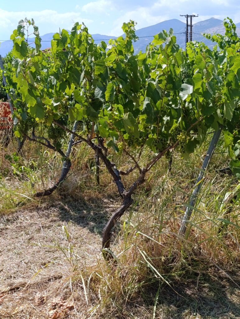 Gobelet | Chardonnay | TOROSIDIS WINE | Organic Vineyard