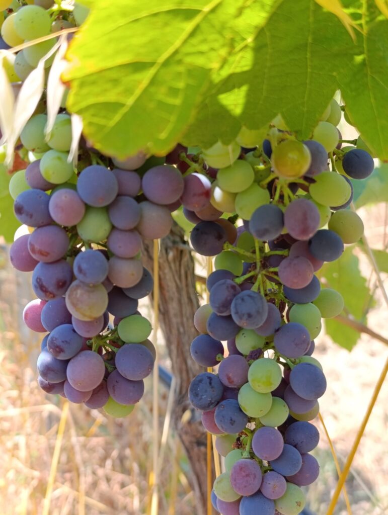 Syrah Harvest 2025 | Veraison | Organic Vineyard | TOROSIDIS WINE