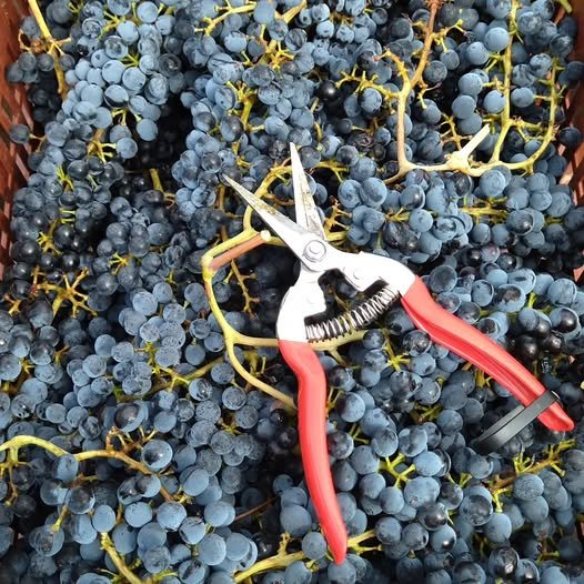 Syrah end of 2024 harvest | Organic Vineyard | TOROSIDIS WINE