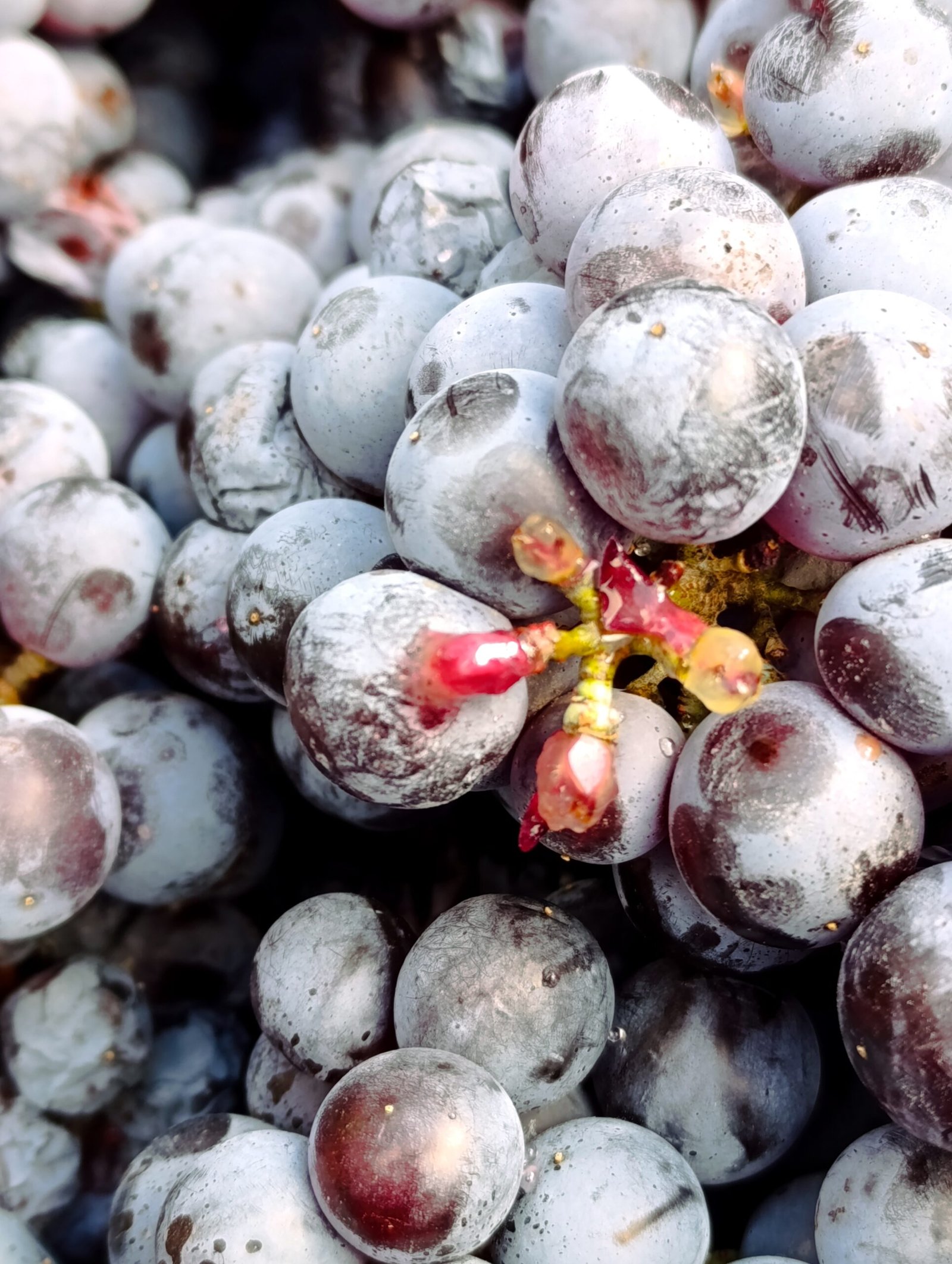 Limnio Harvest 2025 | Organic Grapes | TOROSIDIS WINE