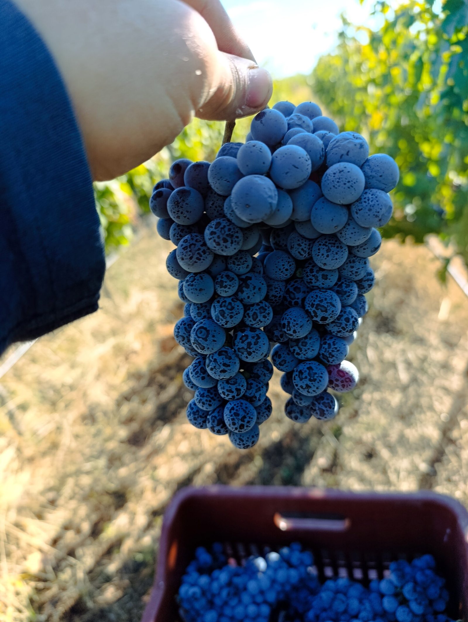 Limnio orgranic grapes | Organic Viticulture | TOROSIDIS WINE
