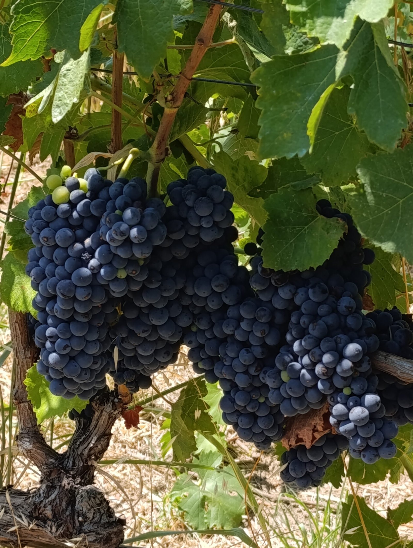 Syrah Preharvest 2025 | Organic Vineyard | TOROSIDIS WINE