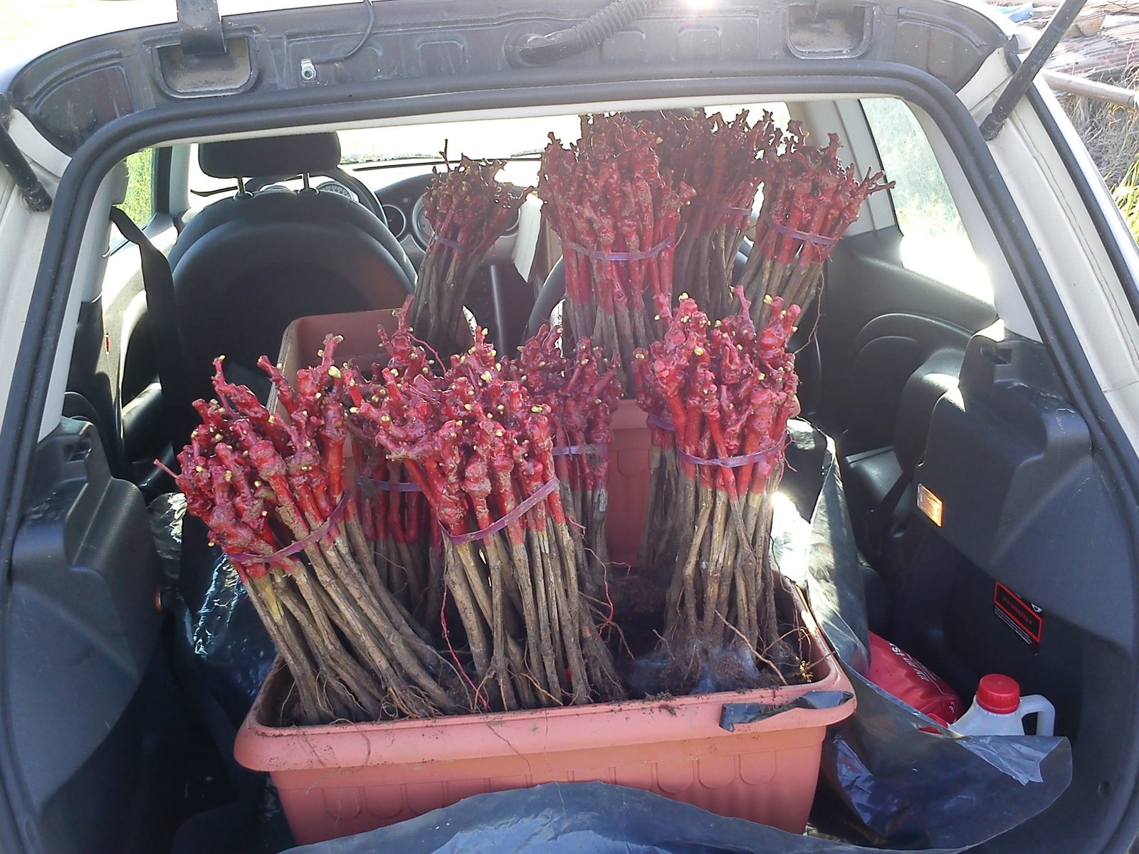 Vineyard establishment 2023 | TOROSIDIS WINE