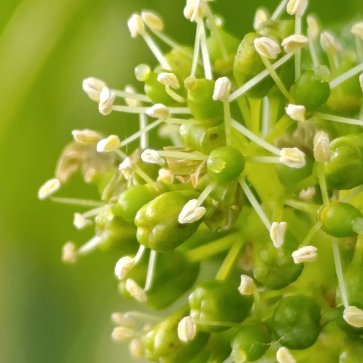 Malagouzia anthesis | Organic Vineyard | TOROSIDIS WINE