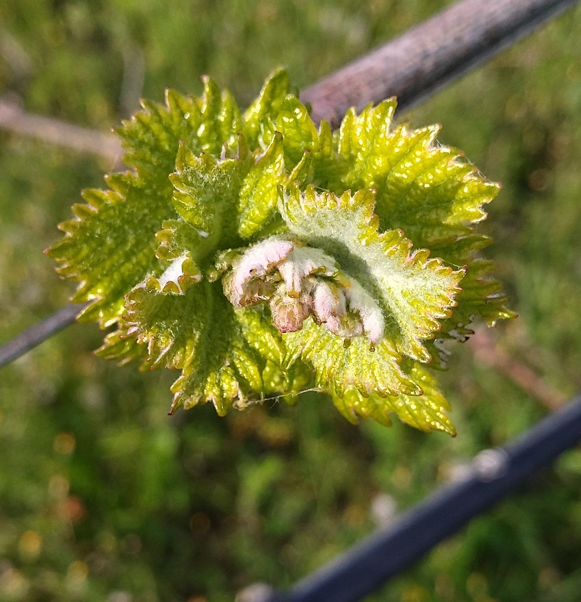 Malagouzia bud break | Organic Vineyard | TOROSIDIS WINE