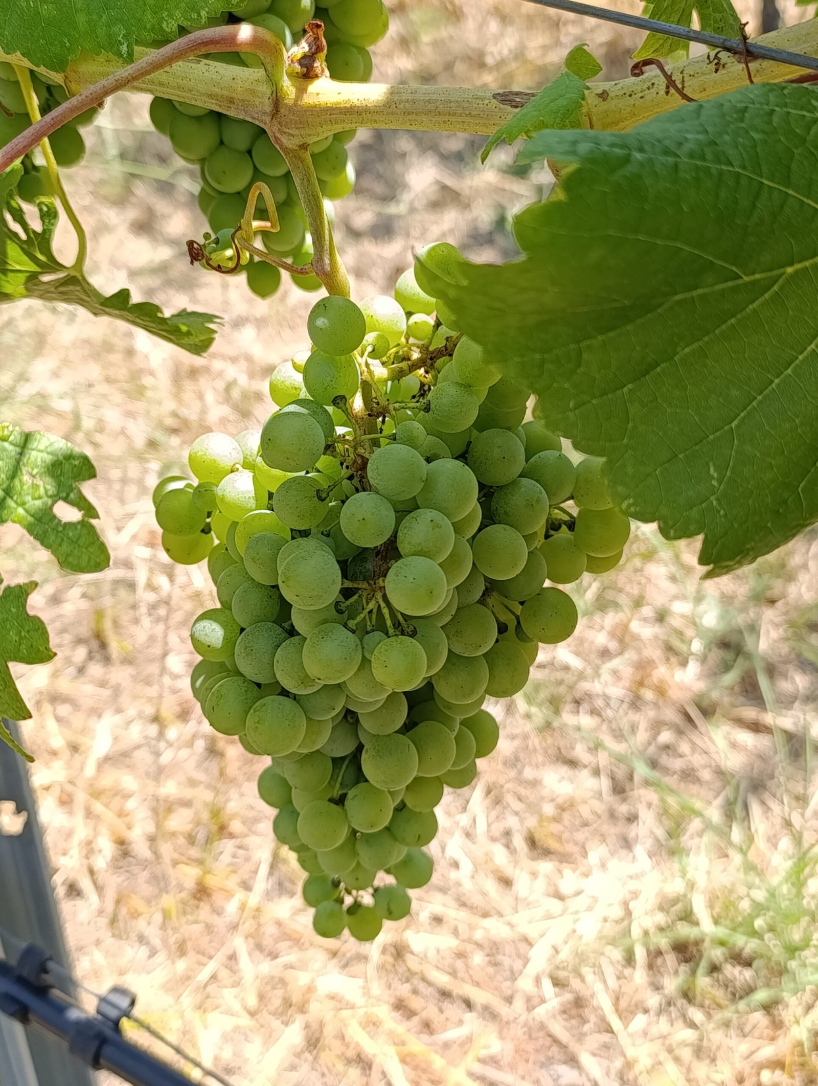 Malagouzia preharvest 2025 | Organic Vineyard | TOROSIDIS WINE