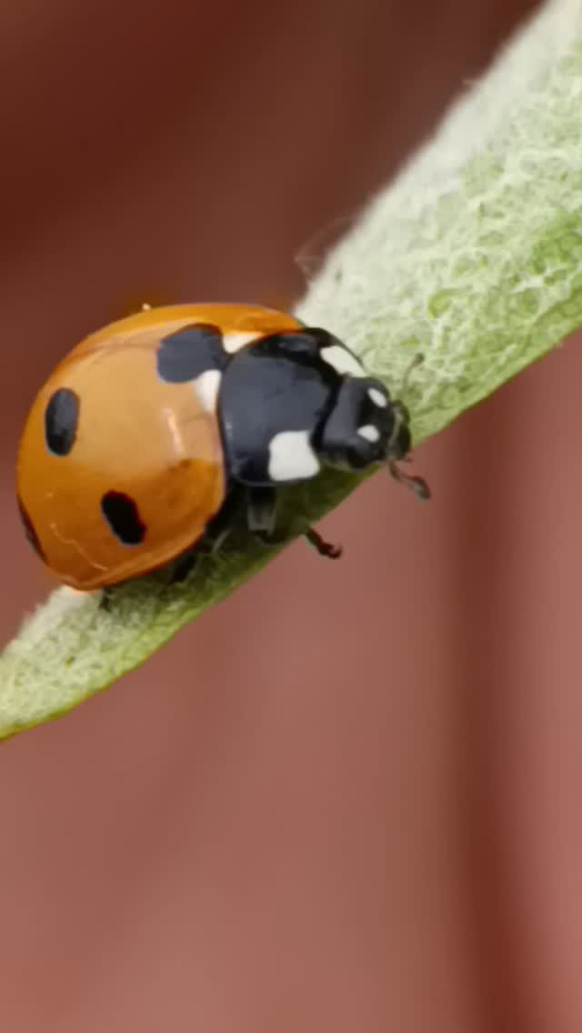Coccinella septempunctata | Organic Vineyard | TOROSIDIS WINE