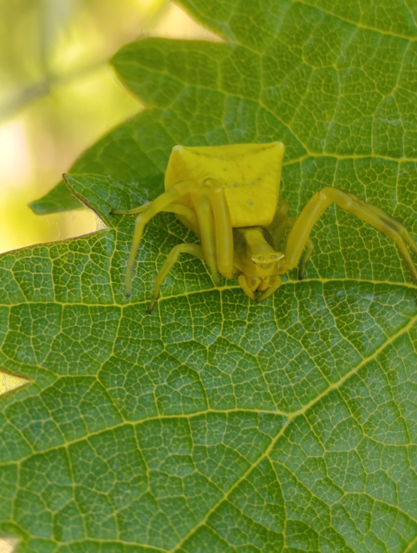 Impressive yellow spider on malagouzia leaf | Organic Vineyard | TOROSIDIS WINE
