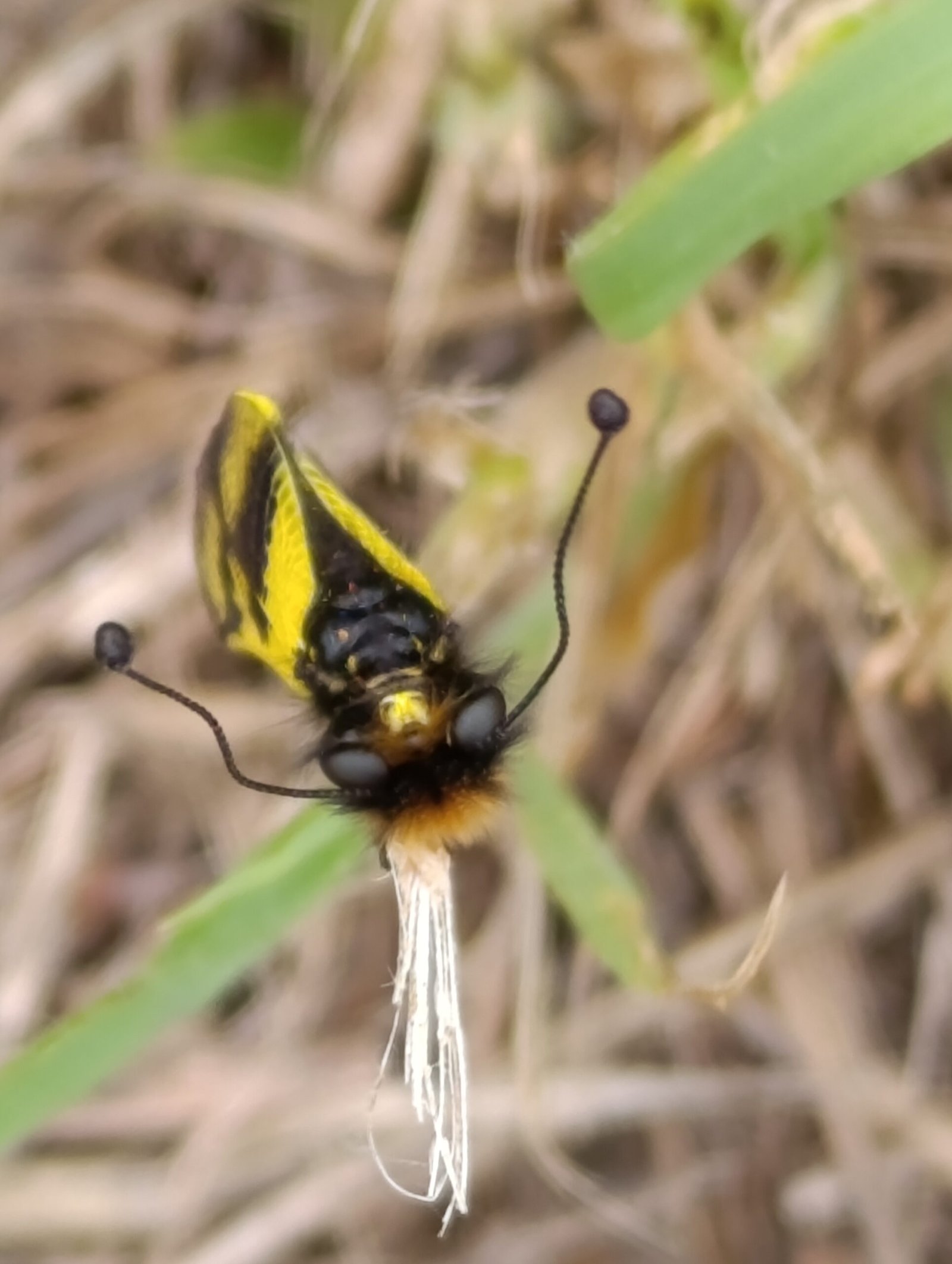 Impressive bee like insect | Vidiano 2025 label inspiration | Organic Vineyard | TOROSIDIS WINE