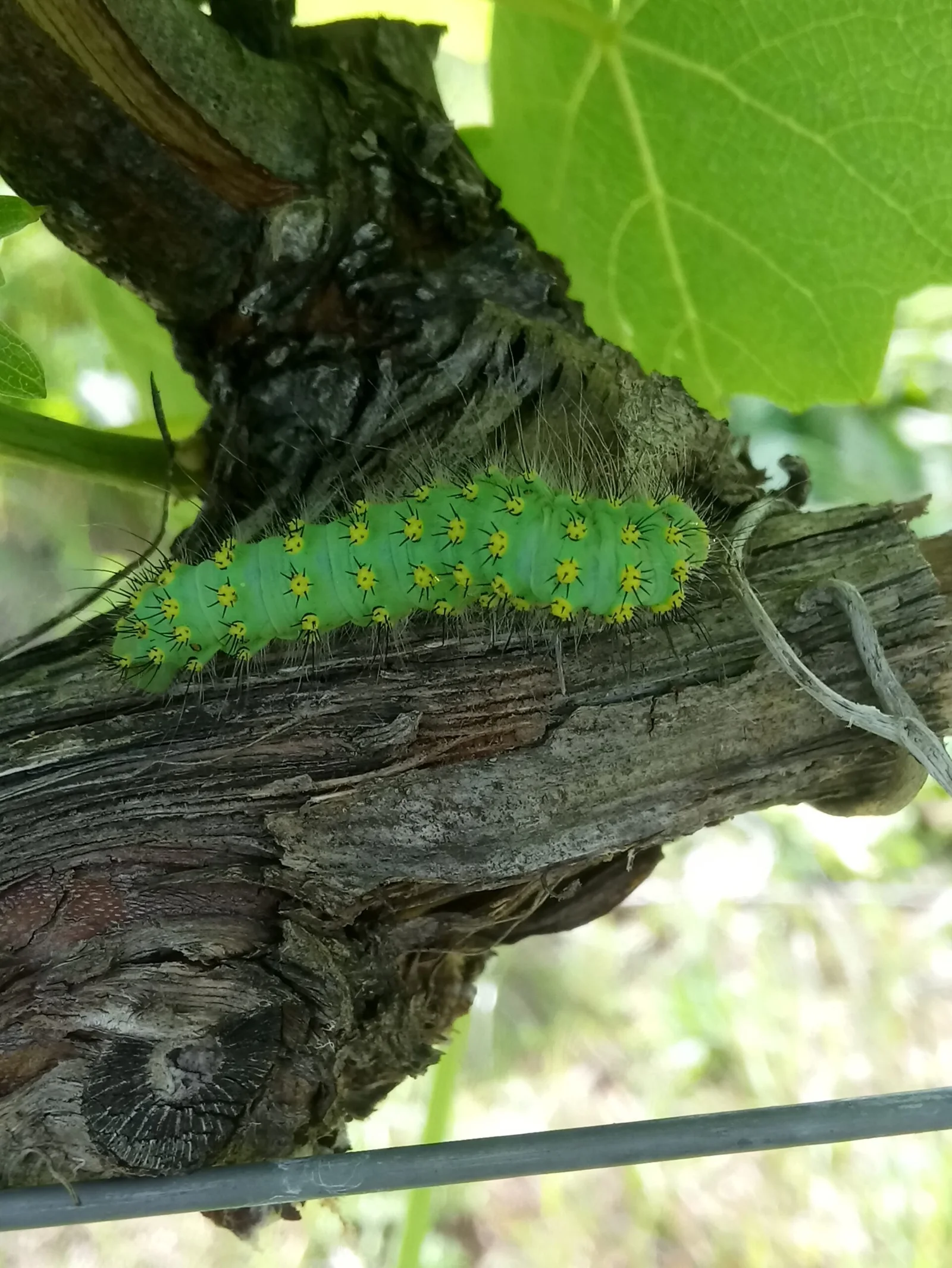 green yellow caterpilar | Βιολογική αμπελουργία | Organic Viticulture | TOROSIDIS WINE