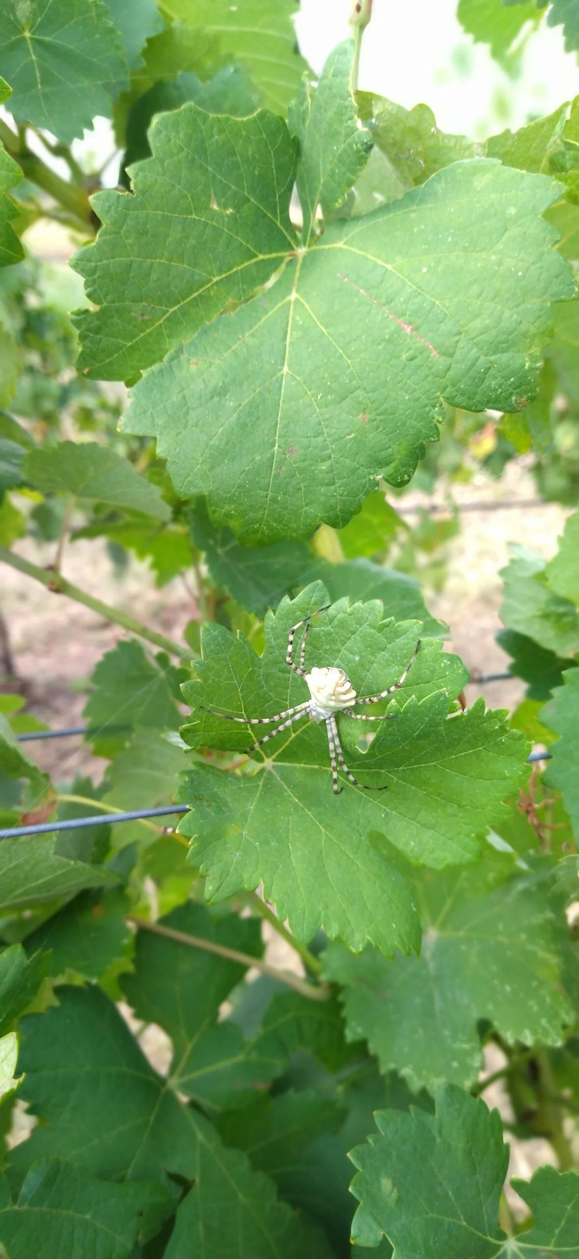 White spider on a Malagouzia leaf | Organic Vineyard | TOROSIDIS WINE