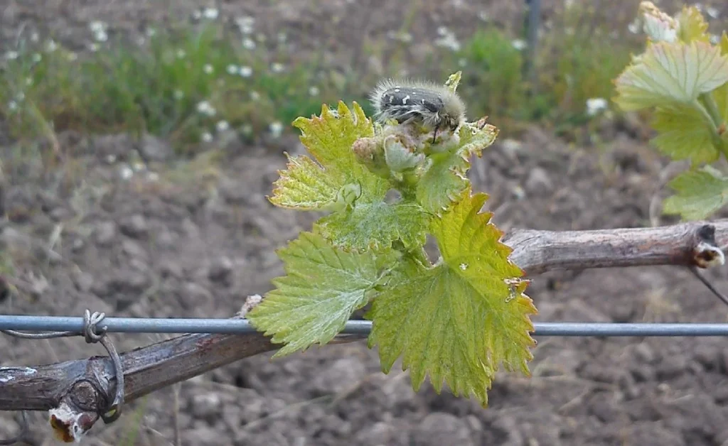entomo pronimfi se taxianthia | Organic Vineyard | TOROSIDIS WINE