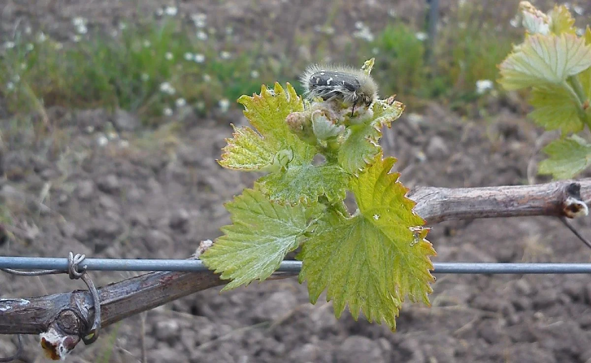 entomo pronimfi se taxianthia | Organic Vineyard | TOROSIDIS WINE