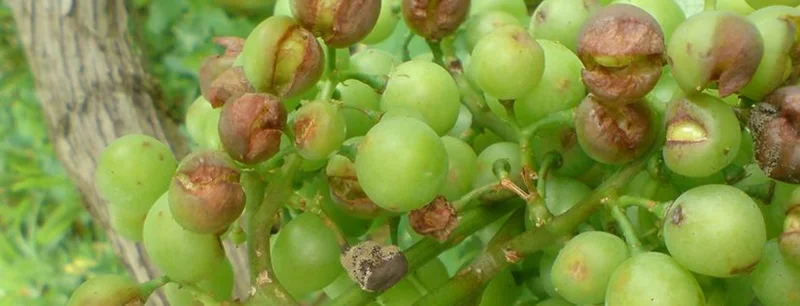 Botrytis cinerea karpoforia mikita meta apo halazi