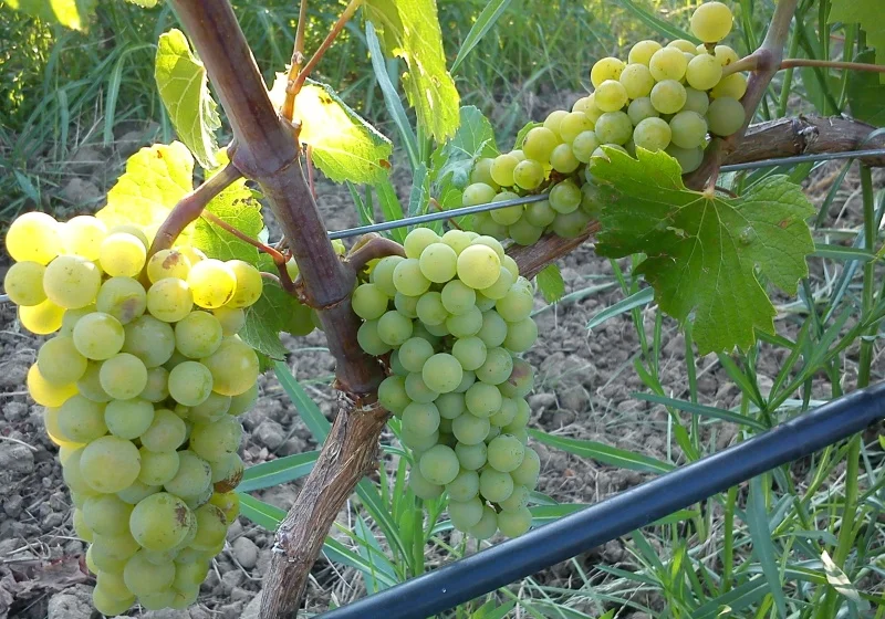 Chardonnay grapes | TOROSIDIS WINE