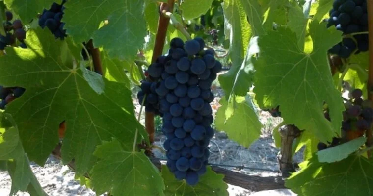 Syrah Grapes | Organic Vineyard | TOROSIDIS WINE
