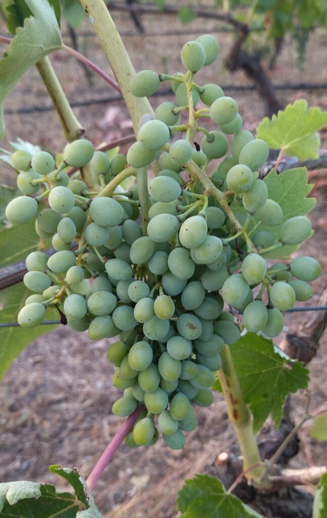 Vidiano grape | Organic Vineyard | TOROSIDIS WINE