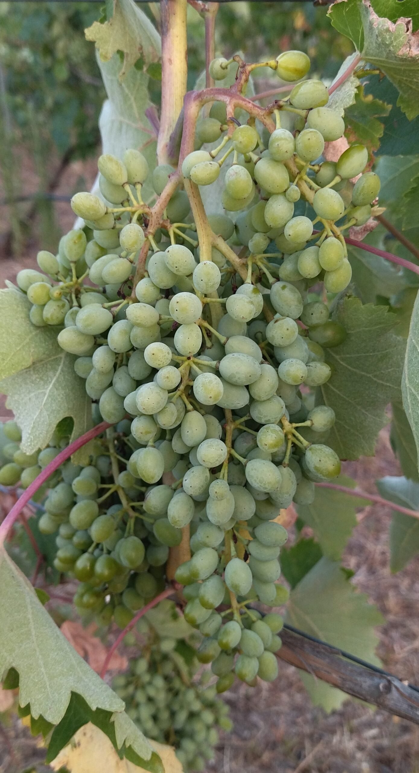 Vidiano grape | Organic Vineyard | TOROSIDIS WINE