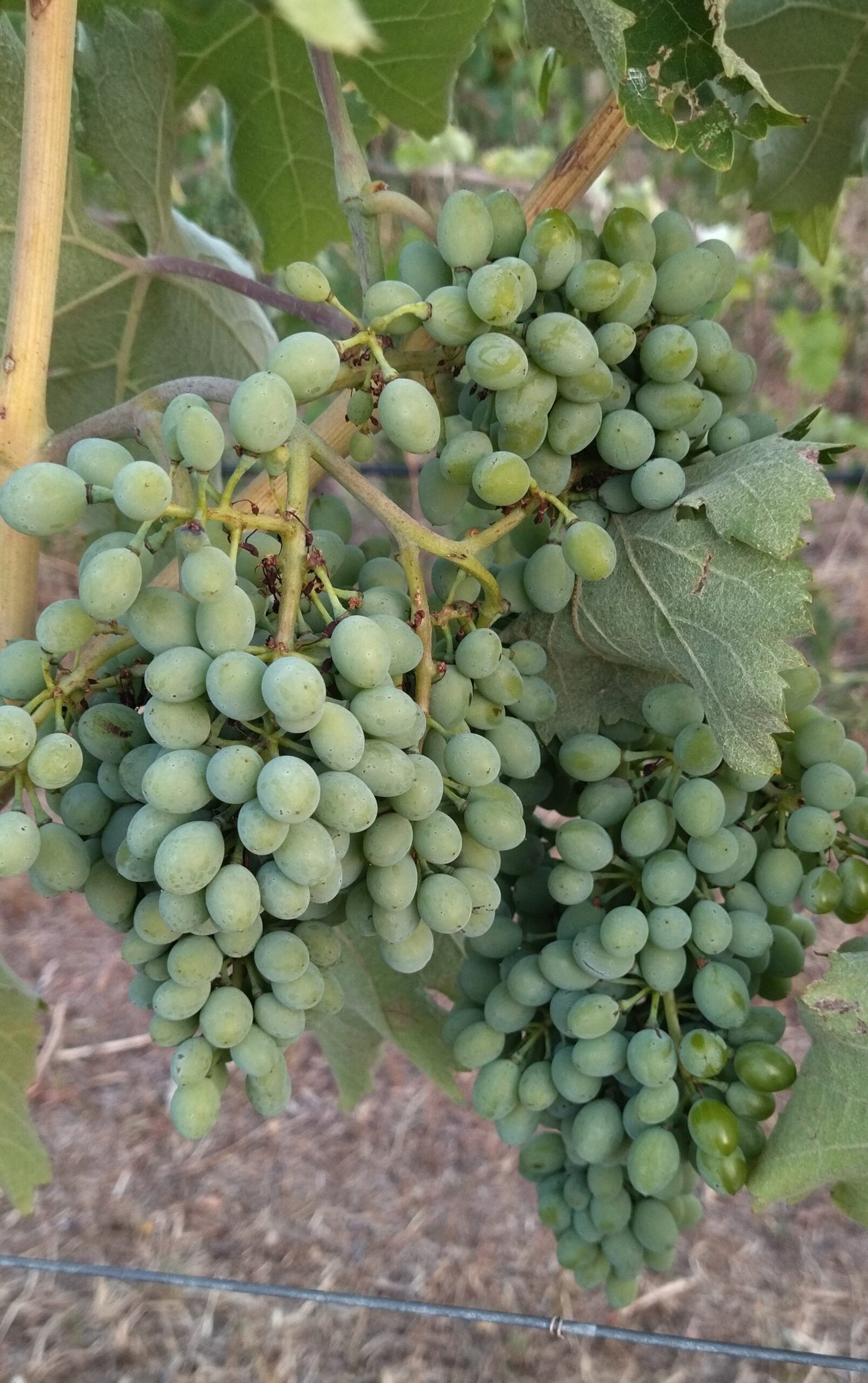 Vidiano grape | Organic Vineyard | TOROSIDIS WINE