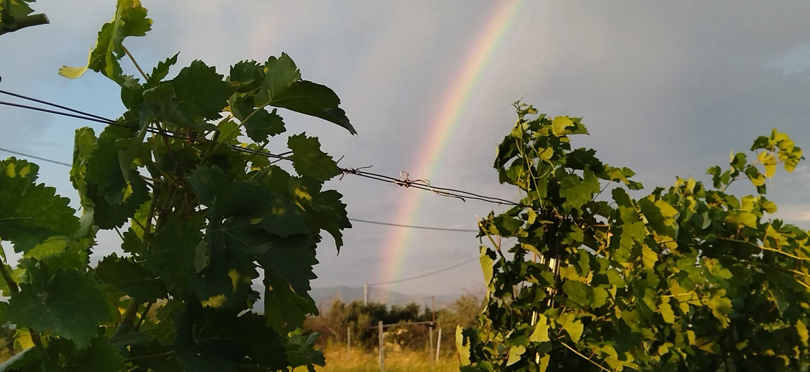 vineyard time rainbow | Organic Vineyard | TOROSIDIS WINE