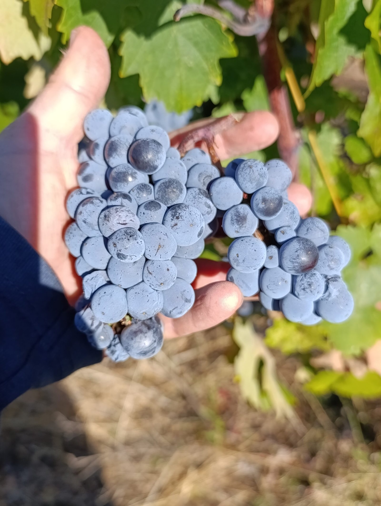 Limnio grape | Harvest 2025 | Organic Vineyard | TOROSIDIS WINE
