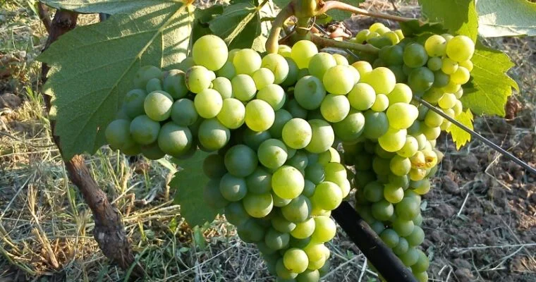 Malagouzia grape | Organic Vineyard | TOROSIDIS WINE