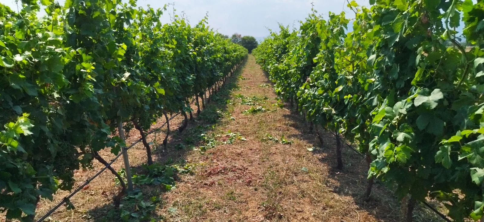 Malagouzia summer prunning | Organic Vineyard | TOROSIDIS WINE