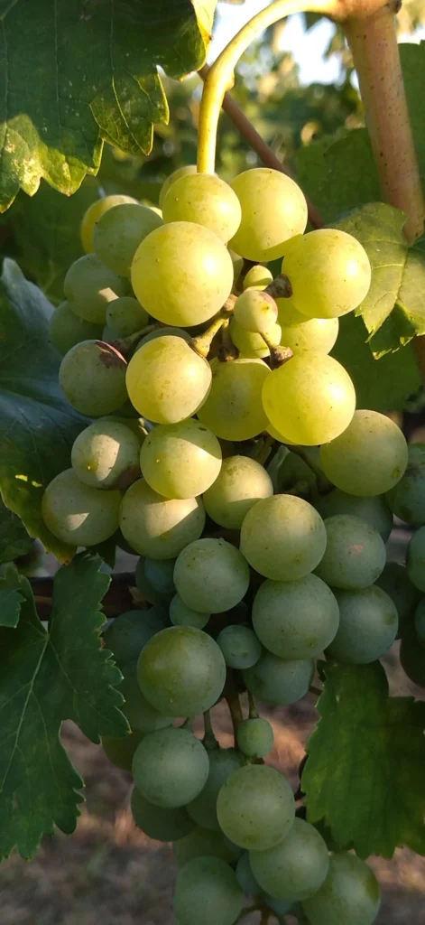 Malagouzia grape | Organic Vineyard | TOROSIDIS WINE