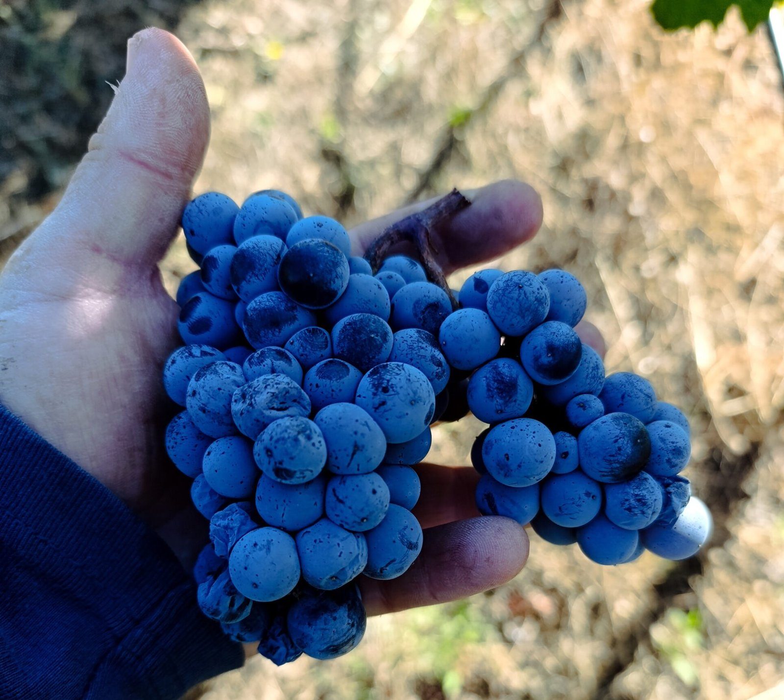 Limnio grape | Harvest 2025 | Organic Vineyard | TOROSIDIS WINE