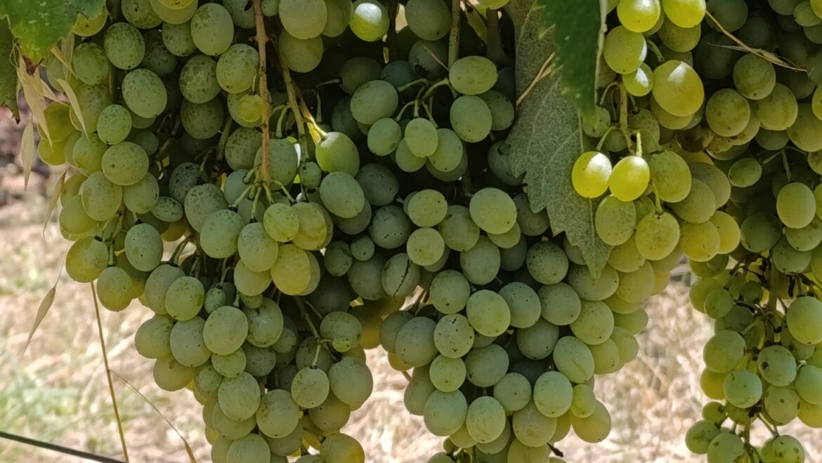 vidiano almost ready to harvest