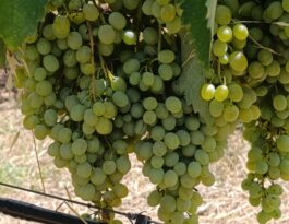 vidiano almost ready to harvest